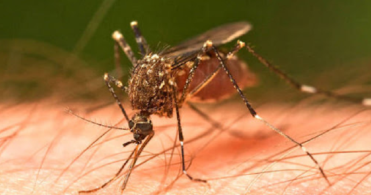 Mosquito transmisor del dengue © Cubadebate