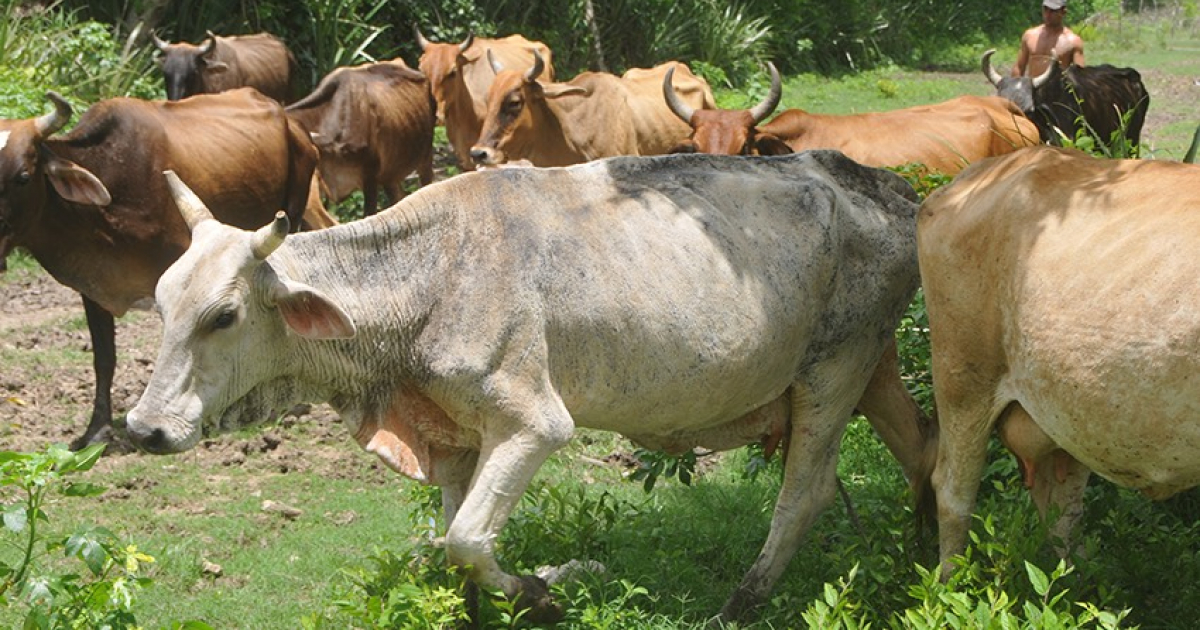 Theft and Slaughter of Over 4,000 Cows and Horses in Las Tunas Within Four Months