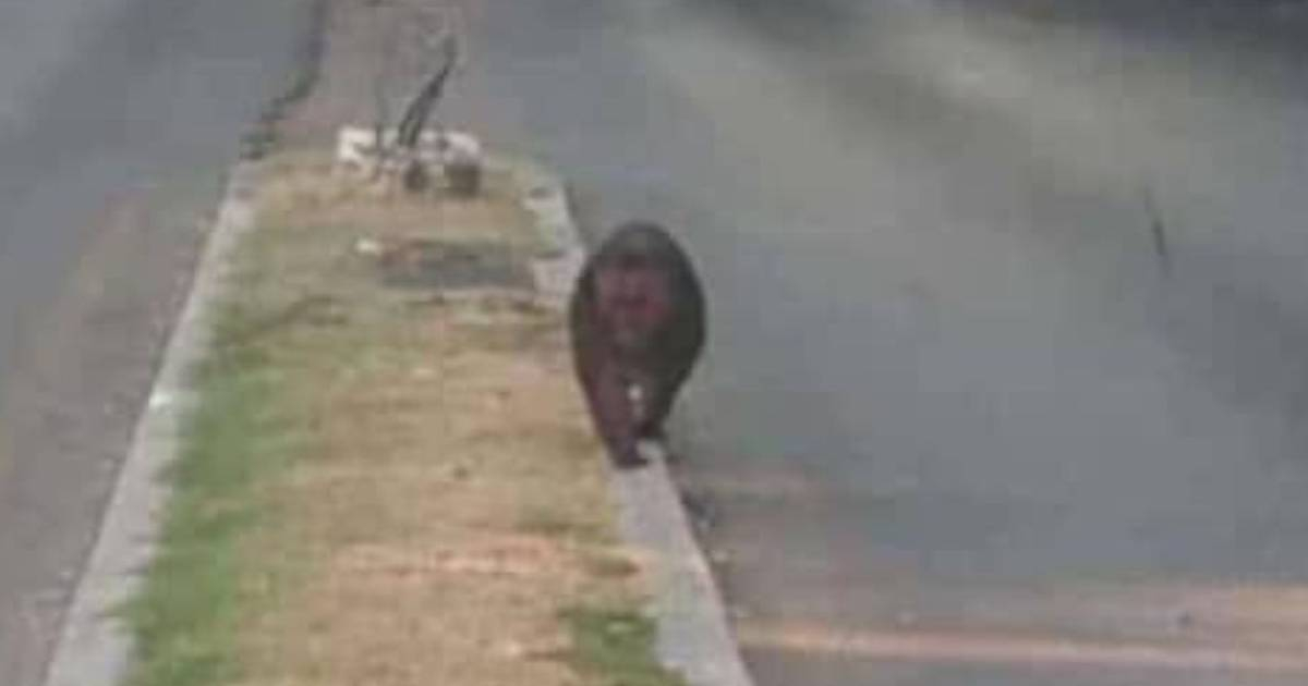 Mono fugitivo: ¡Se escapa del Zoológico de La Habana en plena avenida 26!