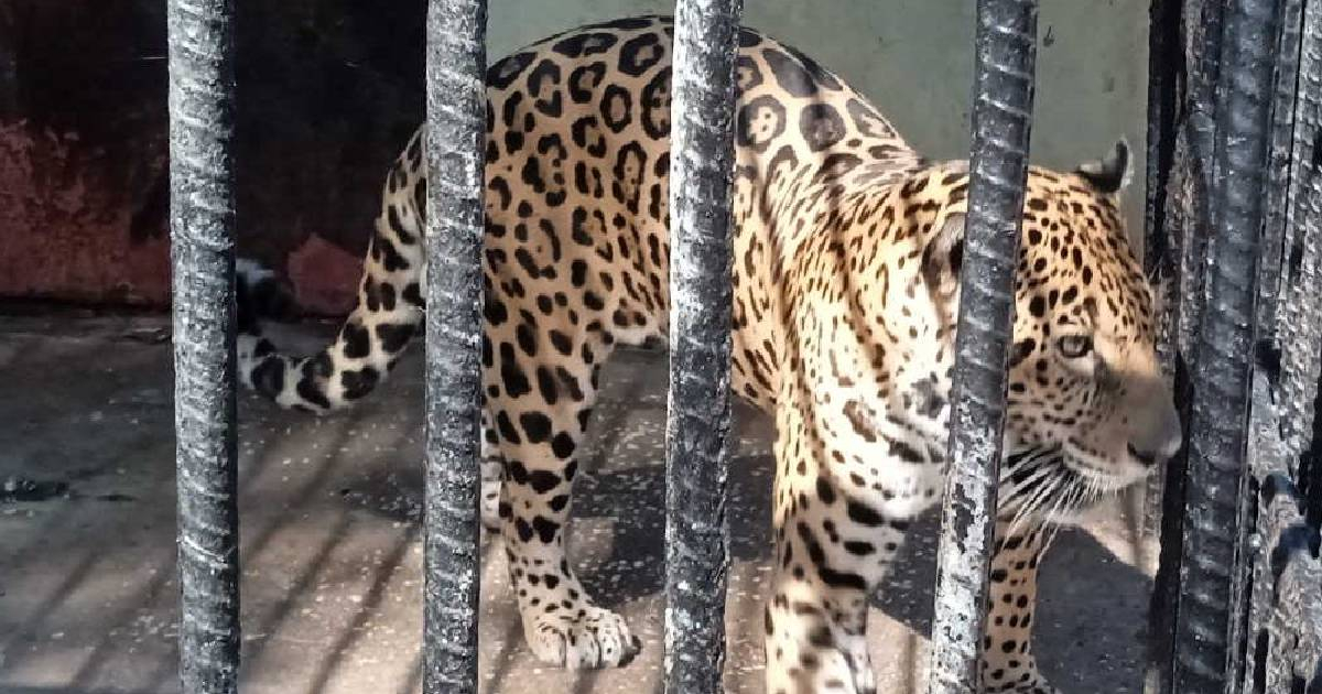 Leopardo llamado Favio © Escambray