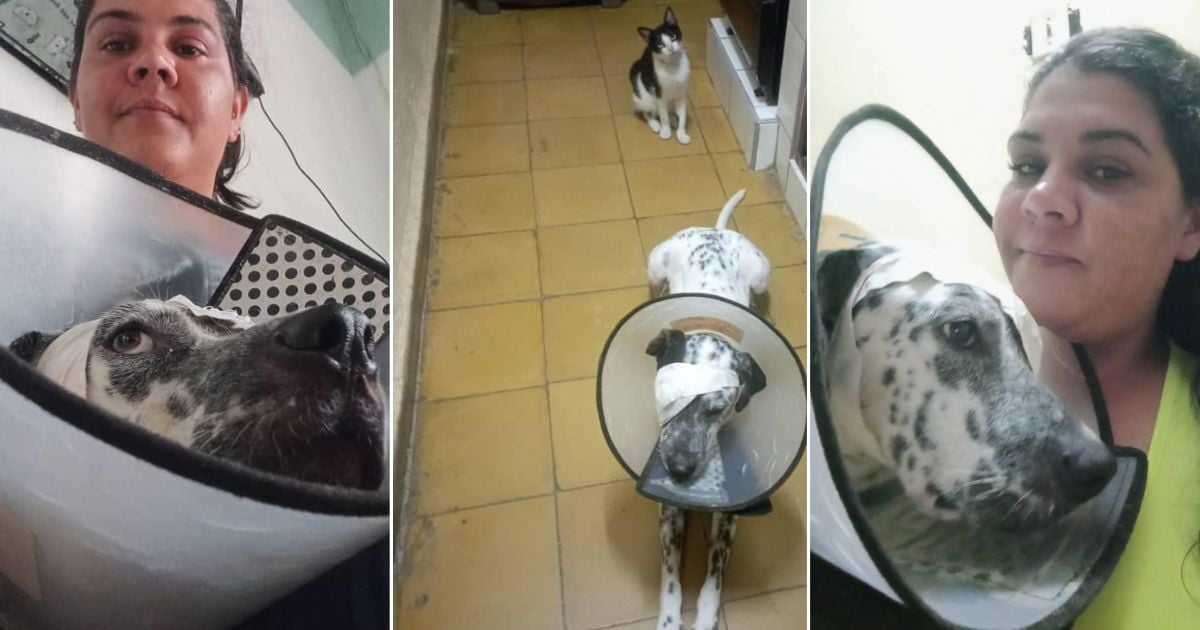 Hope for Yeiko: Machete-Attacked Dog in Sancti Spíritus Shows Promising Recovery