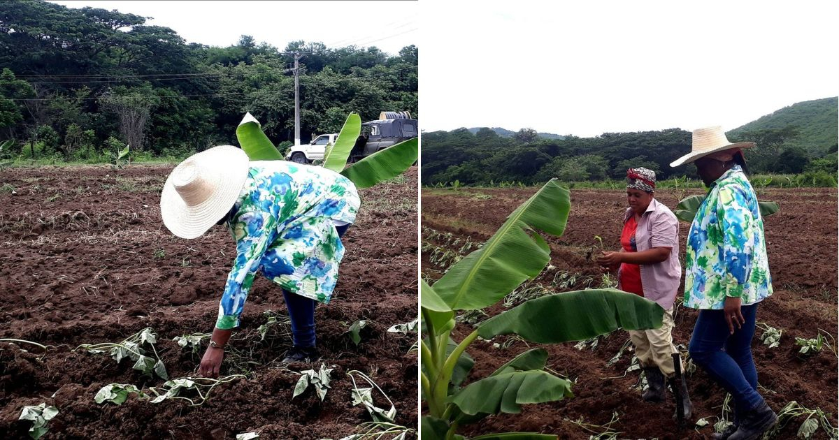 Beatriz Johnson Plants Sweet Potatoes in Santiago de Cuba: "The Leader We Need"