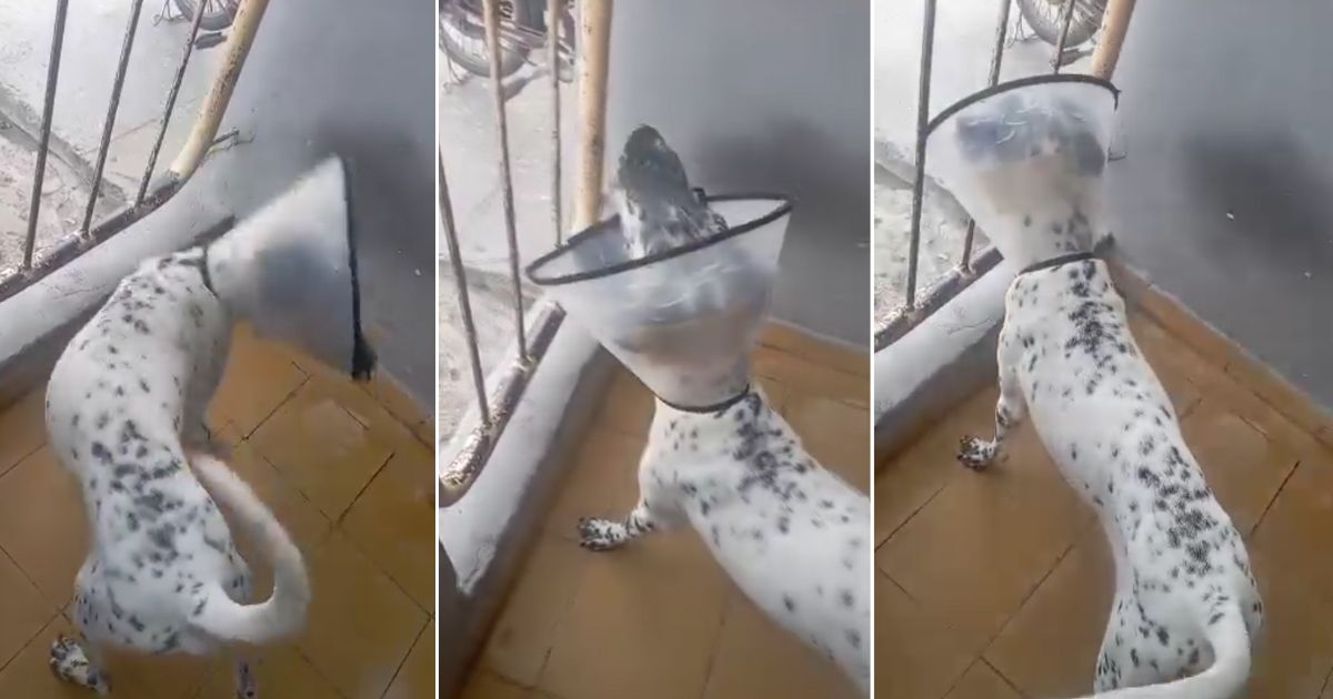 Perro Yeiko se recupera milagrosamente y emociona a todos con un video