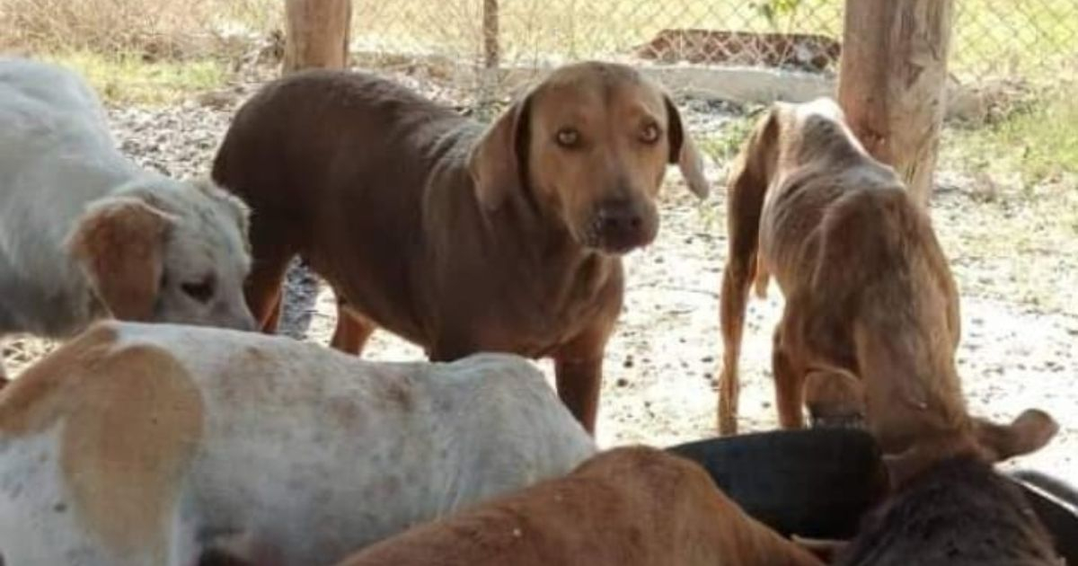 Animal Shelter Crisis in Sancti Spíritus: Elderly Couple Pleads for Help to Feed 20 Dogs