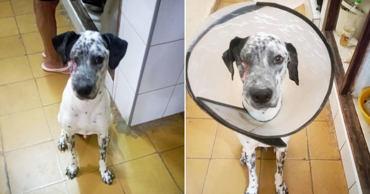 Joy in Sancti Spíritus: Machete-Attacked Dog Seen Without Elizabethan Collar