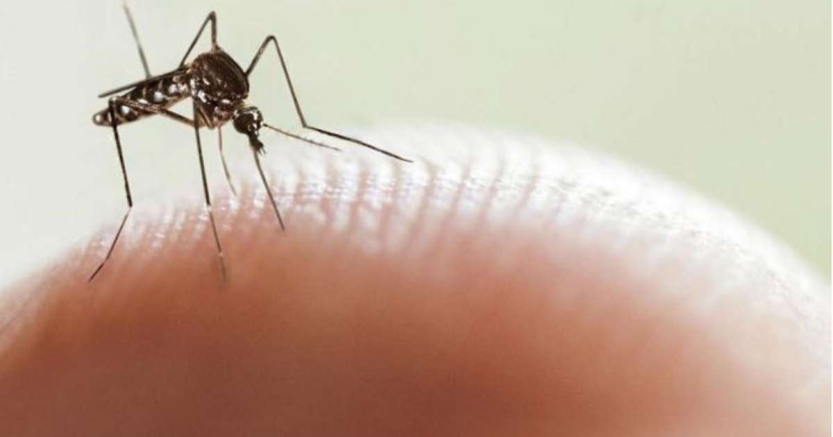 Mosquito (imagen de referencia) © Wikimedia Commons