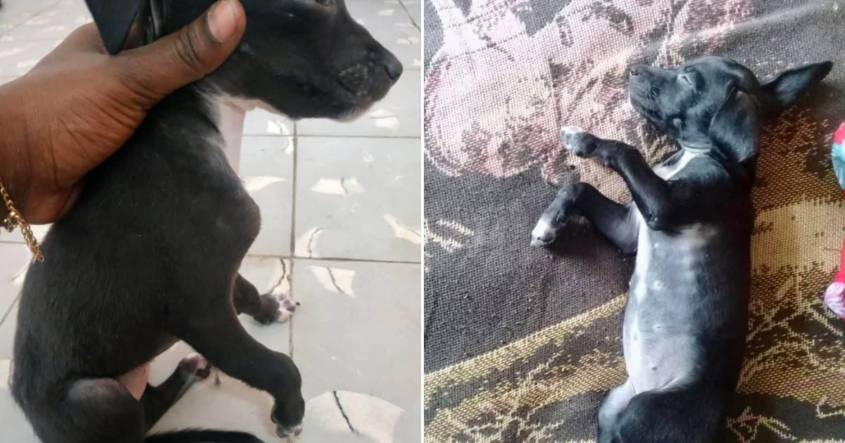 Help Needed to Raise Funds for Puppy’s Surgery After Staircase Fall