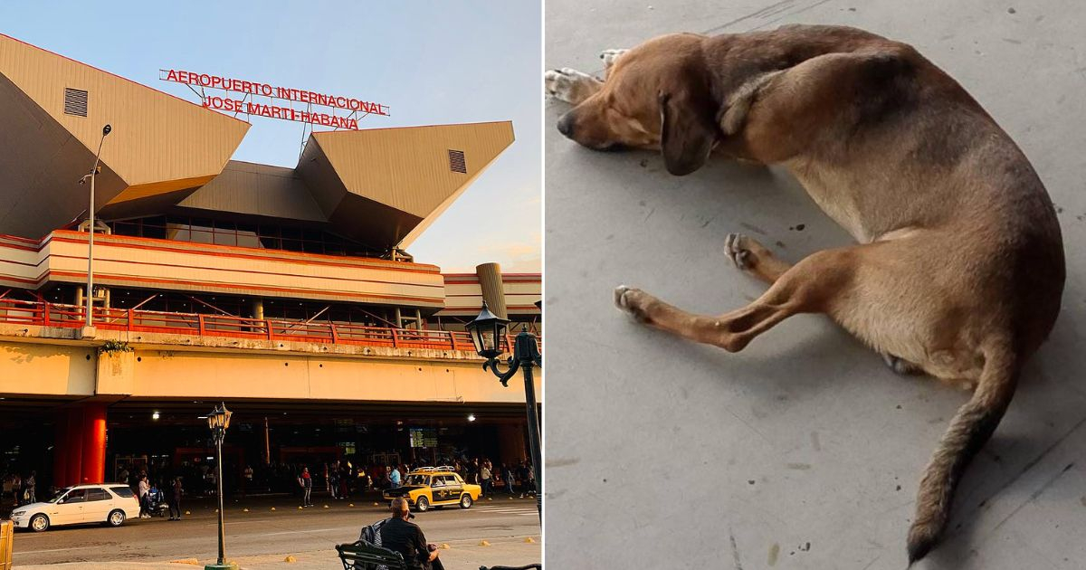 Dog Waits At The Airport For His Family To Return And Refuses To Leave After They Move Out Of The Country