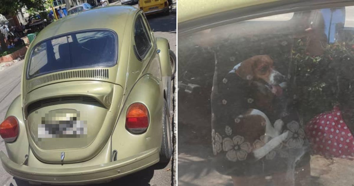 Perro encerrado en un auto en La Habana. © Collage Facebook / Grettel Montes de Oca