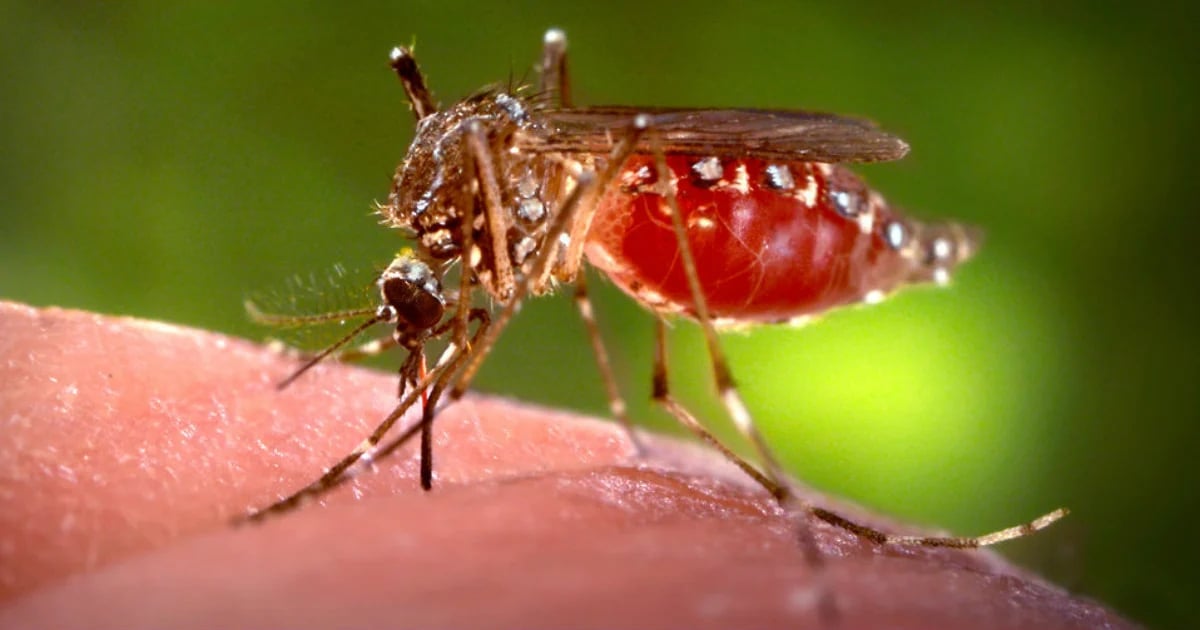 Mosquito Aedes aegypti (Imagen de referencia) © Public Domain