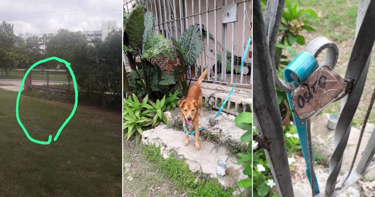 Abandoned Dog Found Tied to Bus Stop in Havana