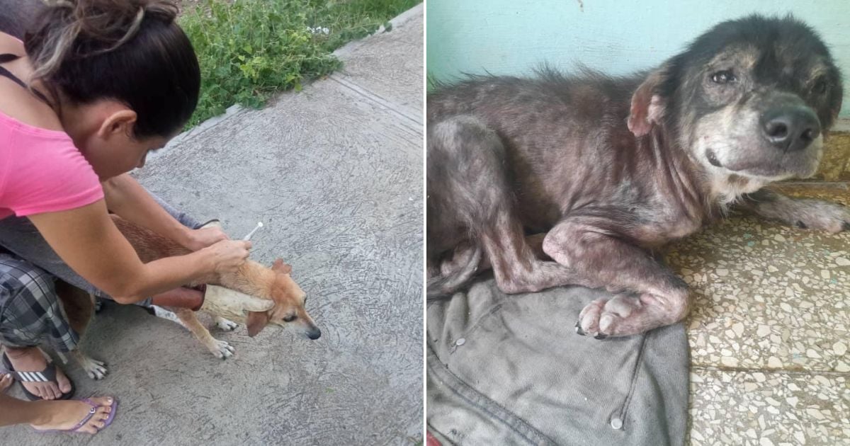 Stray Dog Situation Worsens in Santiago de Cuba