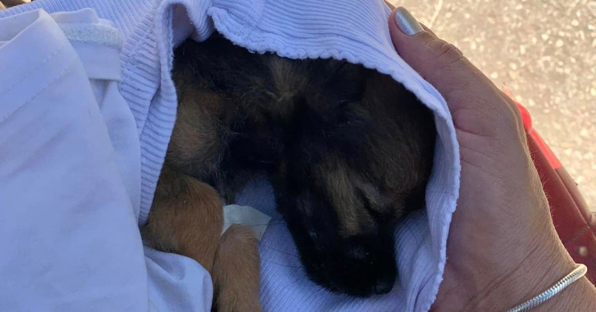 Perrito abandonado en bolsa plástica en Mayabeque fallece: "Descansa en paz, pequeño"