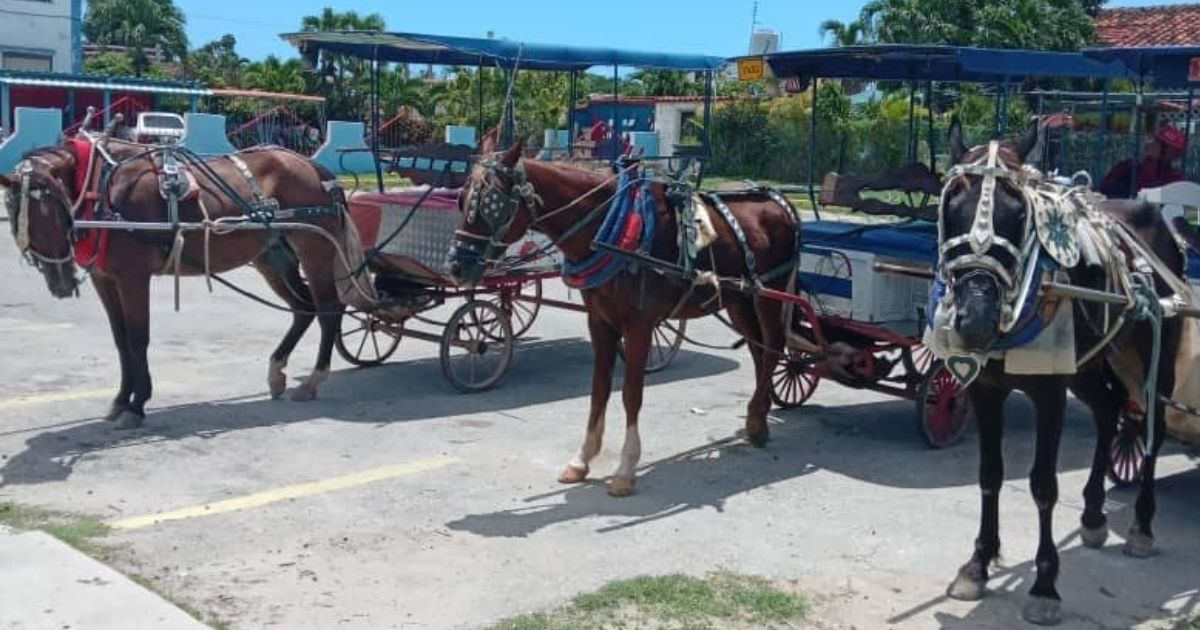 Los caballos deben pasar horas bajo el sol. © Facebook / Miriam Romero Nasiff 