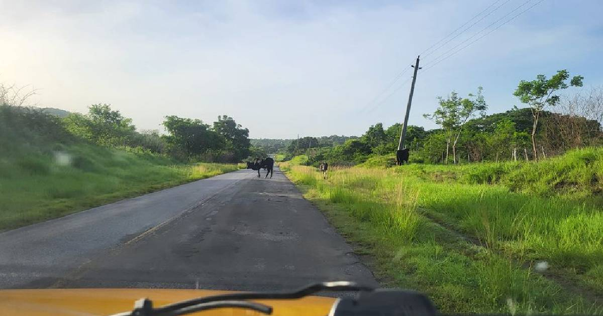 Animales sueltos en la carretera de Cienfuegos a Trinidad: un peligro constante