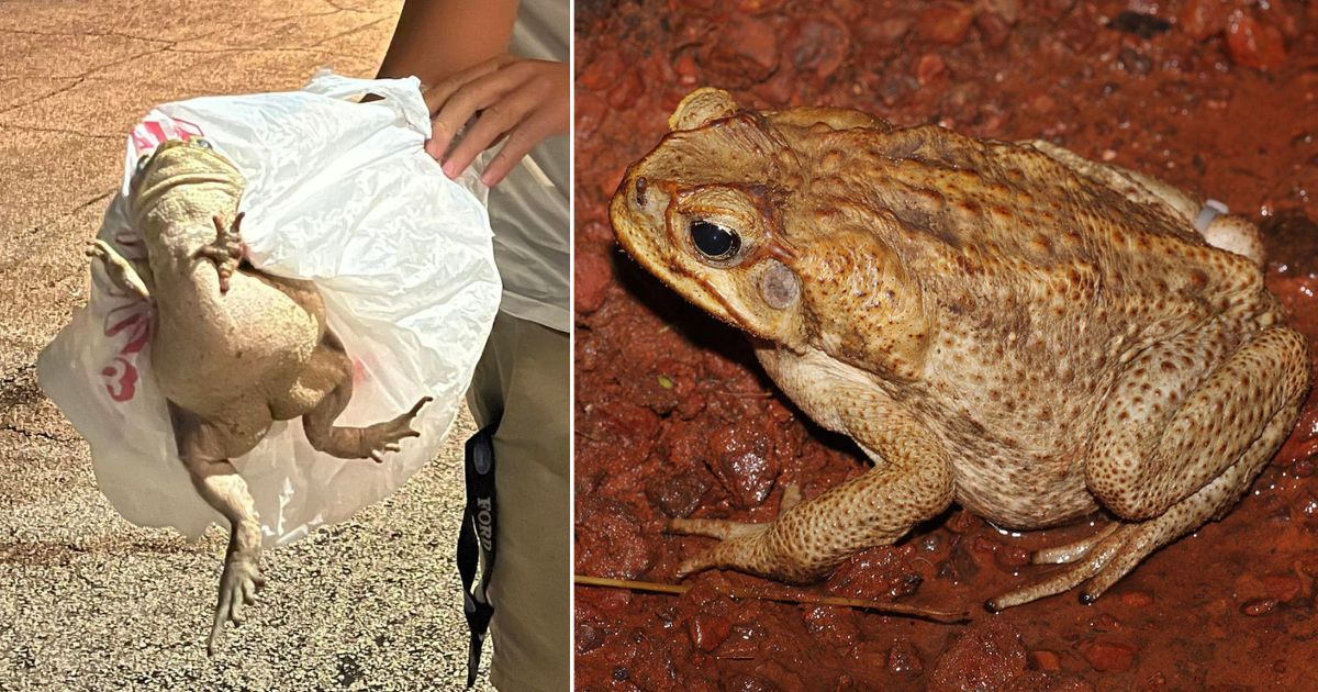 Cane Toad Invasion Warning Issued for Southwest Florida