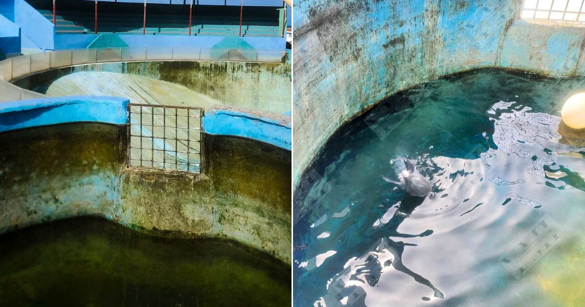 Dolphin Show Halted in Santiago de Cuba Aquarium Due to Food Shortage