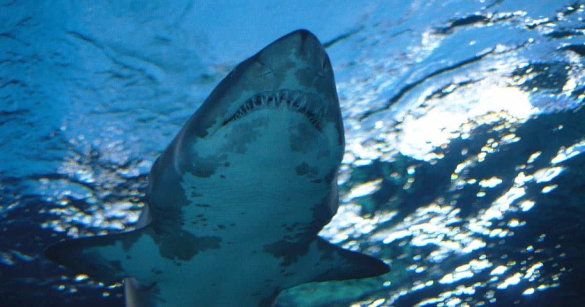 Pescador herido en otro ataque de tiburón en Key West