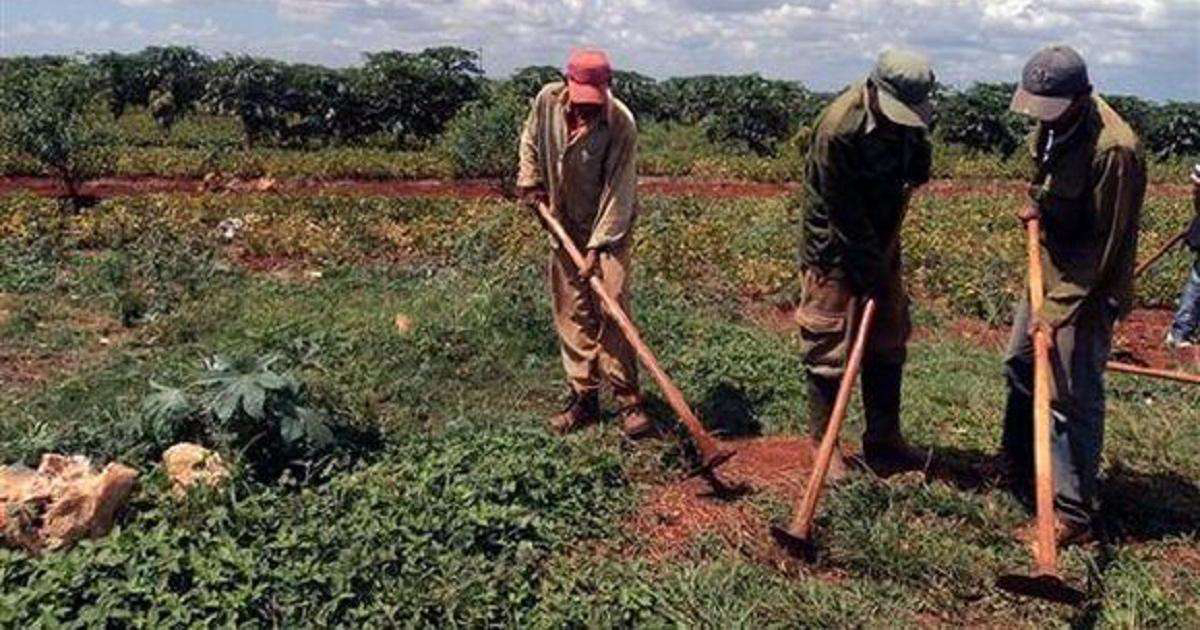 Campesinos cubanos © ACN (imagen de archivo)