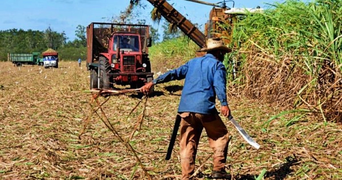 El sector azucarero en Cuba recurre a reclusos para completar la zafra