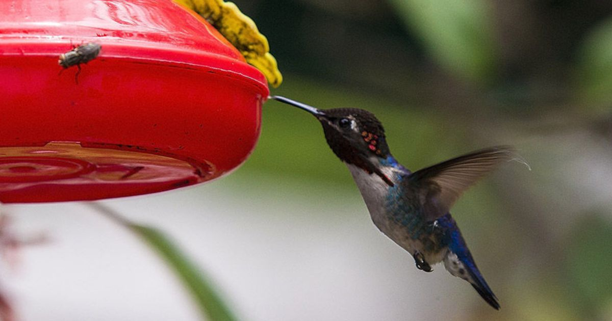 Matrimonio en Pálpite crea santuario para colibríes en la Ciénaga de Zapata