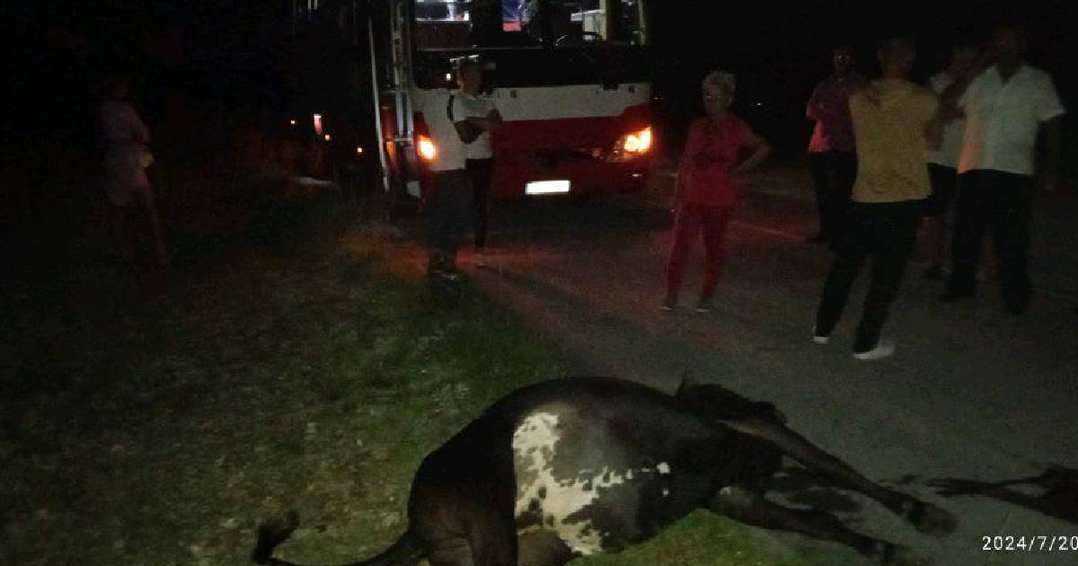 Bus Collides with Cow on Santa Clara Highway