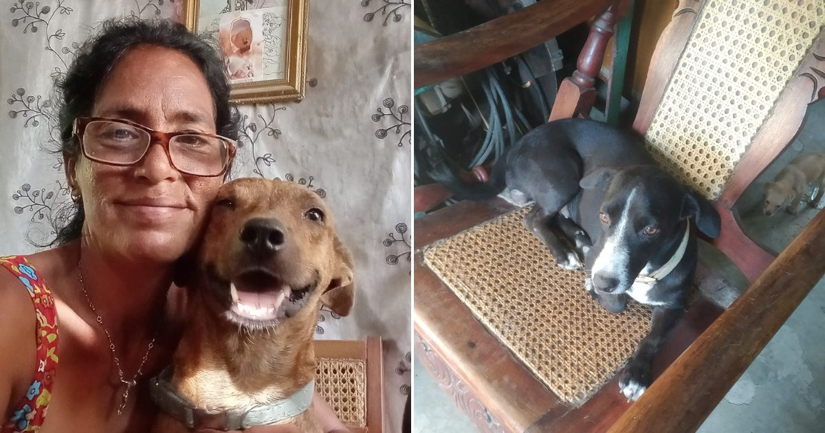 Cubana lanza llamado urgente para alimentar a sus 45 animales en La Habana