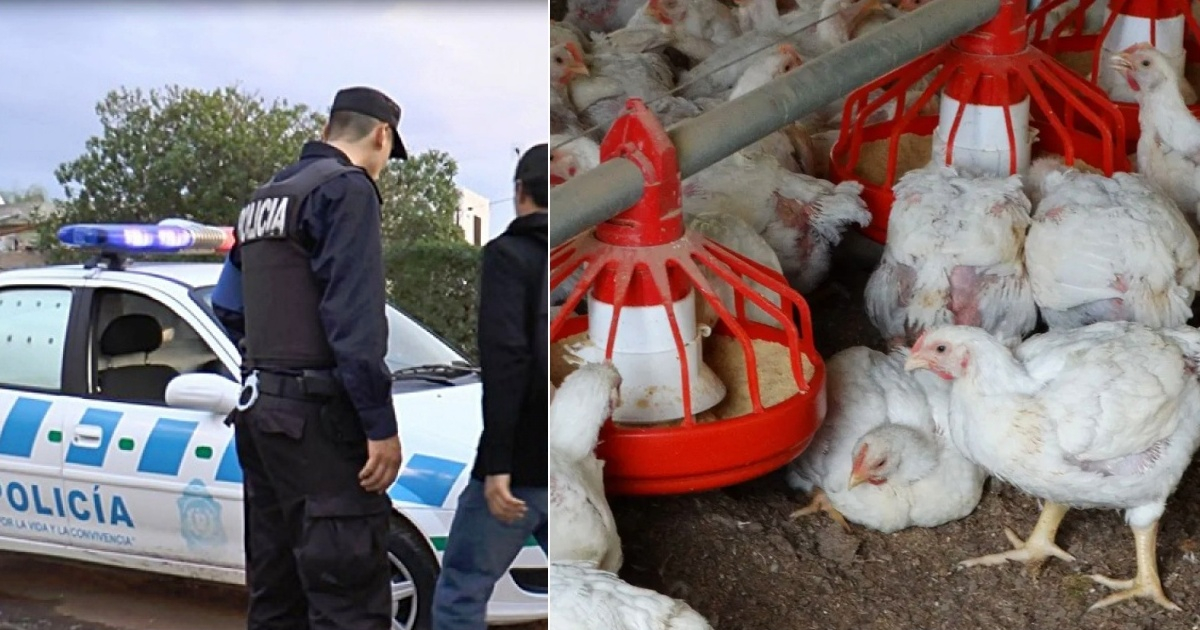 Dos cubanos arrestados por robar huevos en la granja donde trabajaban en Uruguay