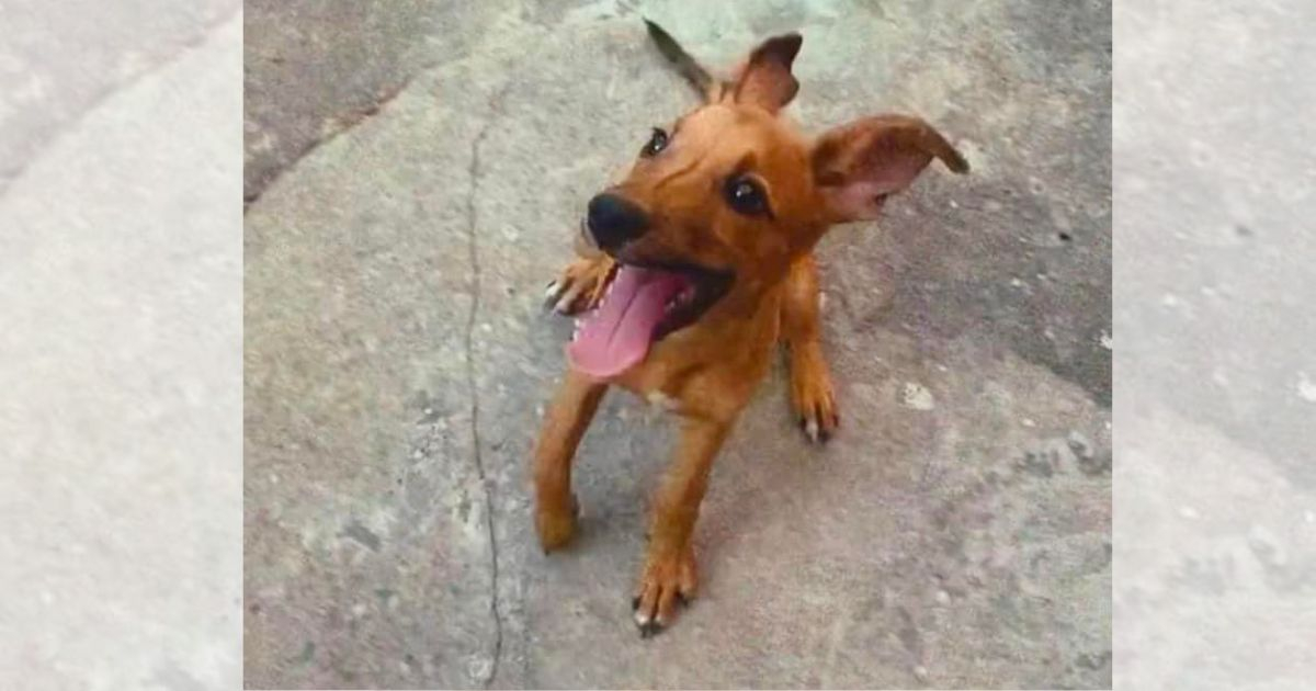 Animalista cubana celebra el éxito de operación de un perrito: "Lo logramos de nuevo”