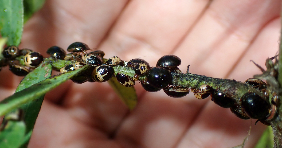 Black Bug Infestation Devastates Bean Crops in Guantánamo