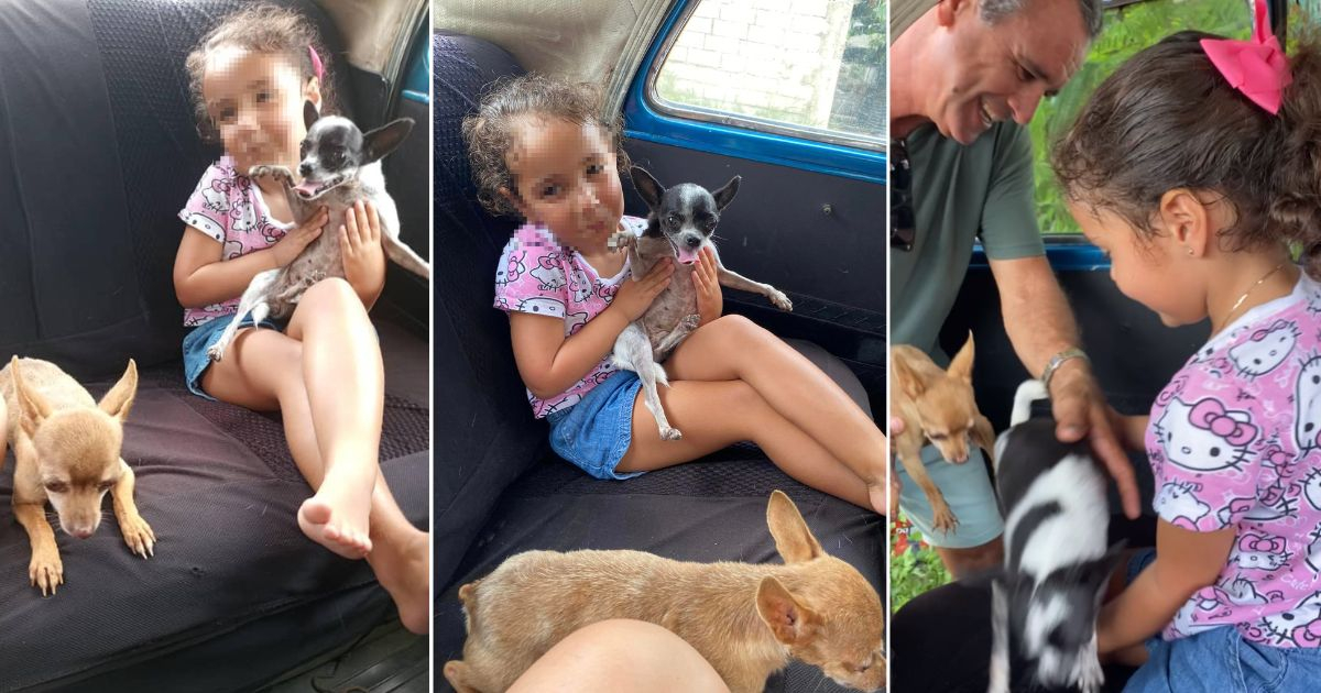 Familia cubana recupera sus perros chihuahuas robados en La Habana