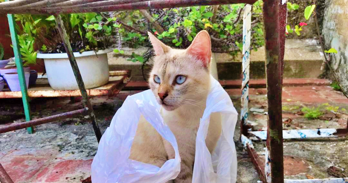 Animal Rights Advocates Warn of Rising Cat Hunting for Consumption in Cuba