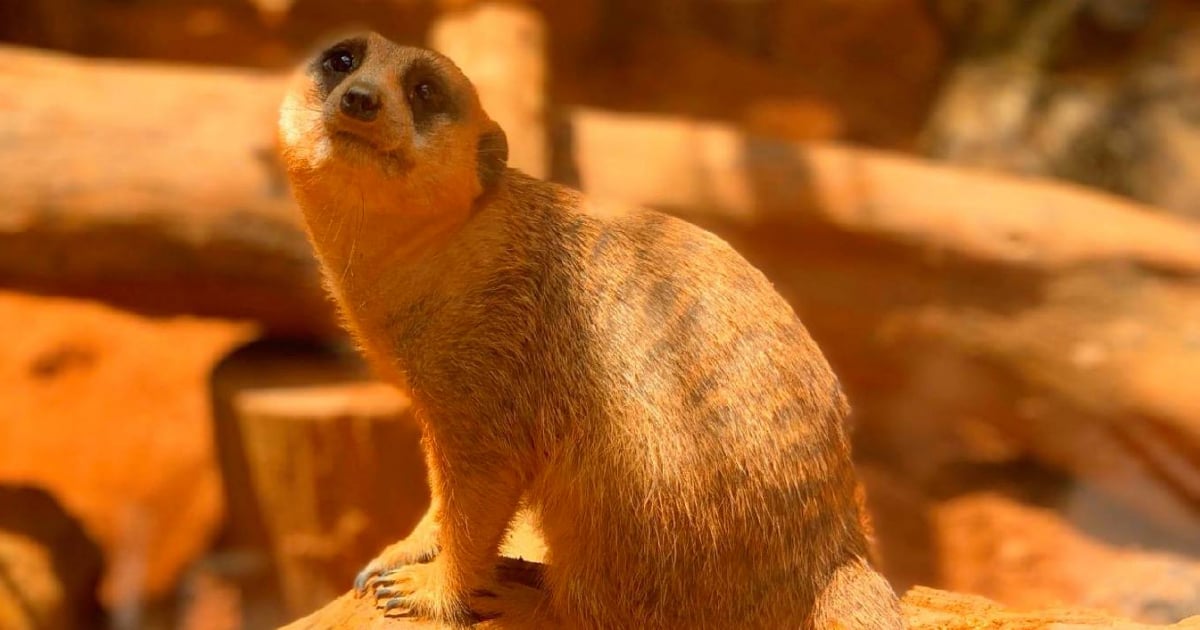 Diego, la querida suricata del zoológico de Miami, fallece tras ataque