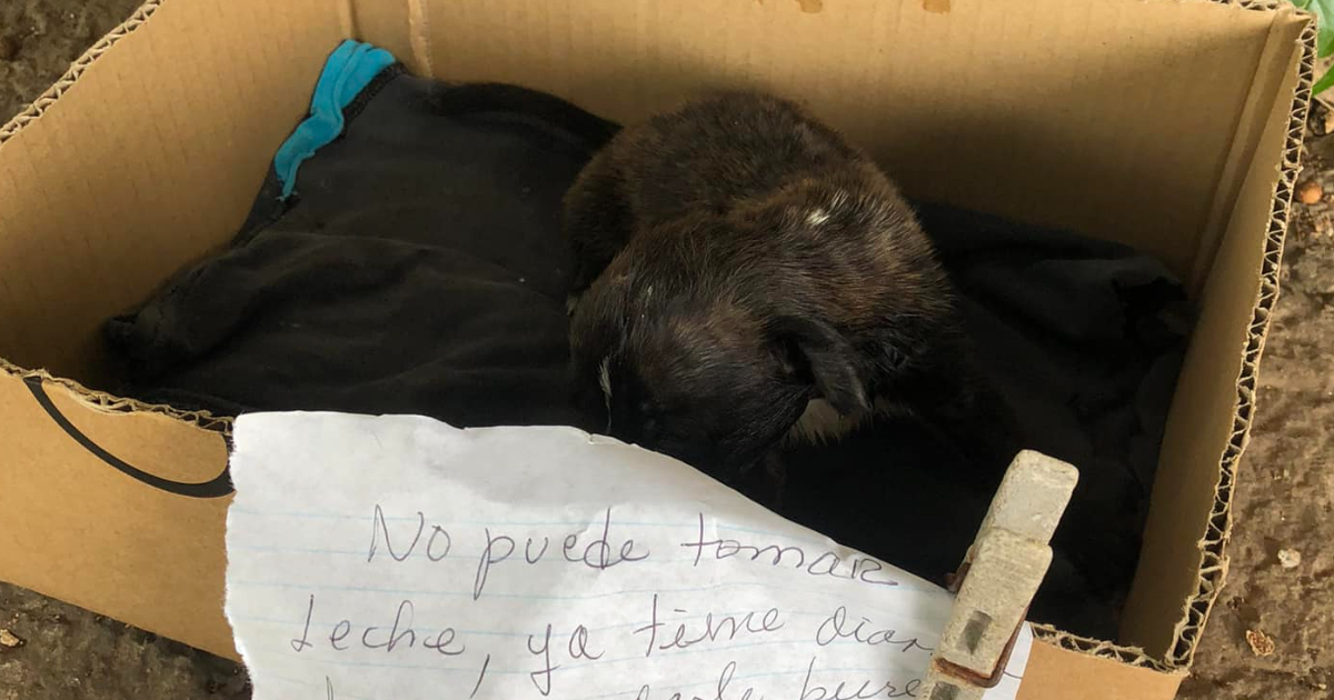 Cachorro abandonado en La Habana con instrucciones: "¿Cómo alguien puede hacer eso?"