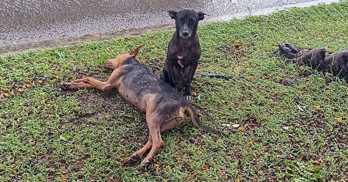 Dog's Heartbreaking Vigil at Deceased Companion's Side Moves Animal Advocates in Havana