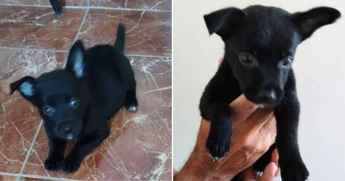 Perrita rescatada en adopción en La habana © Collage Facebook / Somos tu Voz / Alexa Milena Duran Ruiz