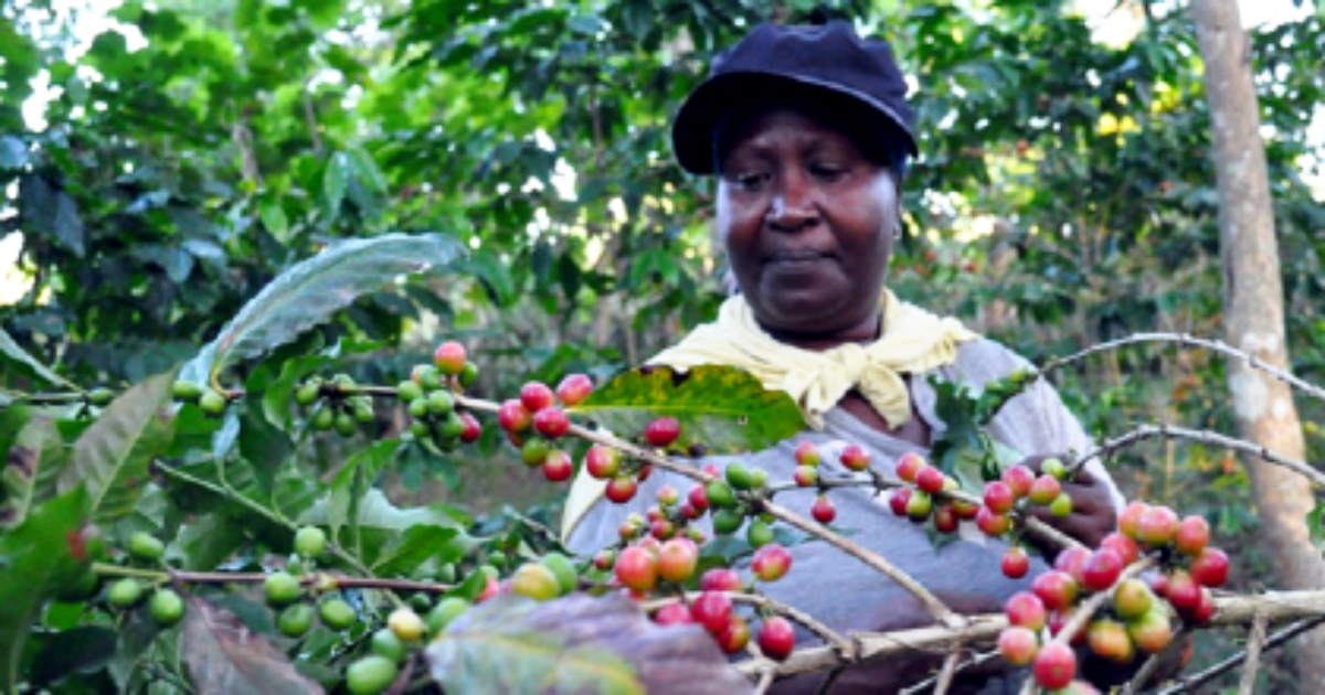 Cosecha de café en Cuba, uno de los rubros de más interés para la inversión extranjera (imagen de referencia) © Sierra Maestra