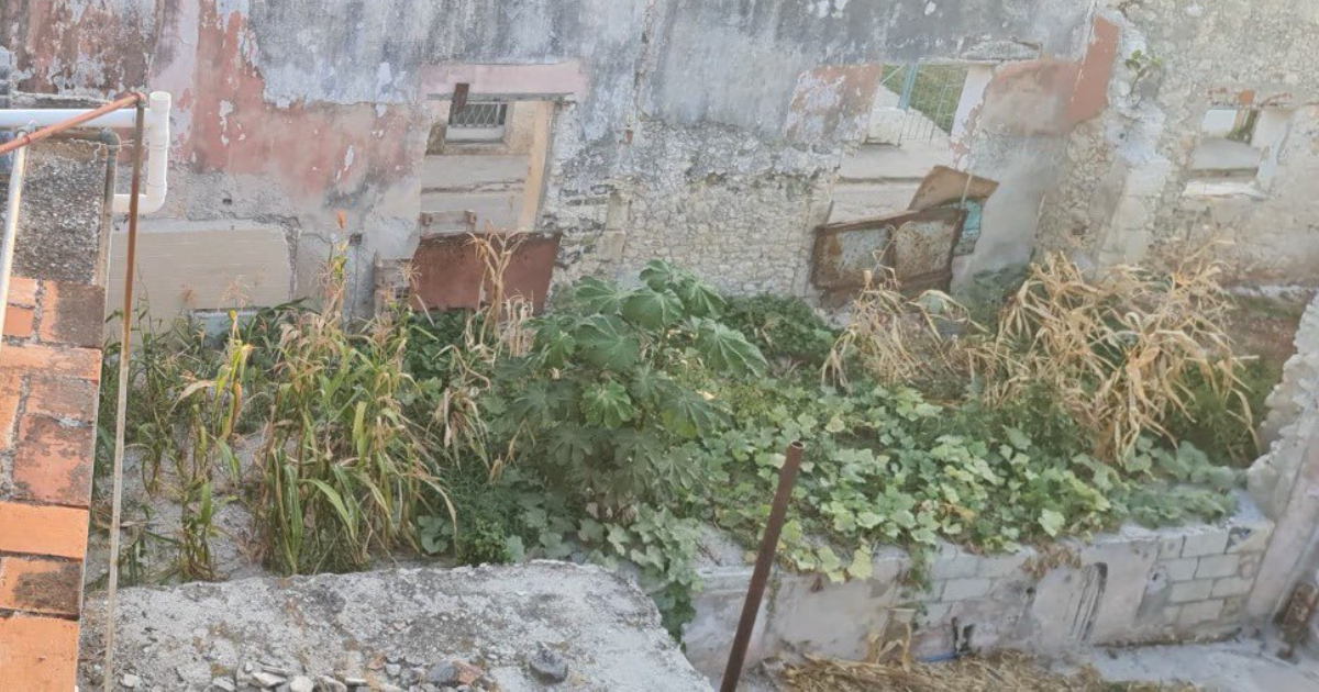 Multan a anciano por intentar cultivar maíz en terreno abandonado en La Habana