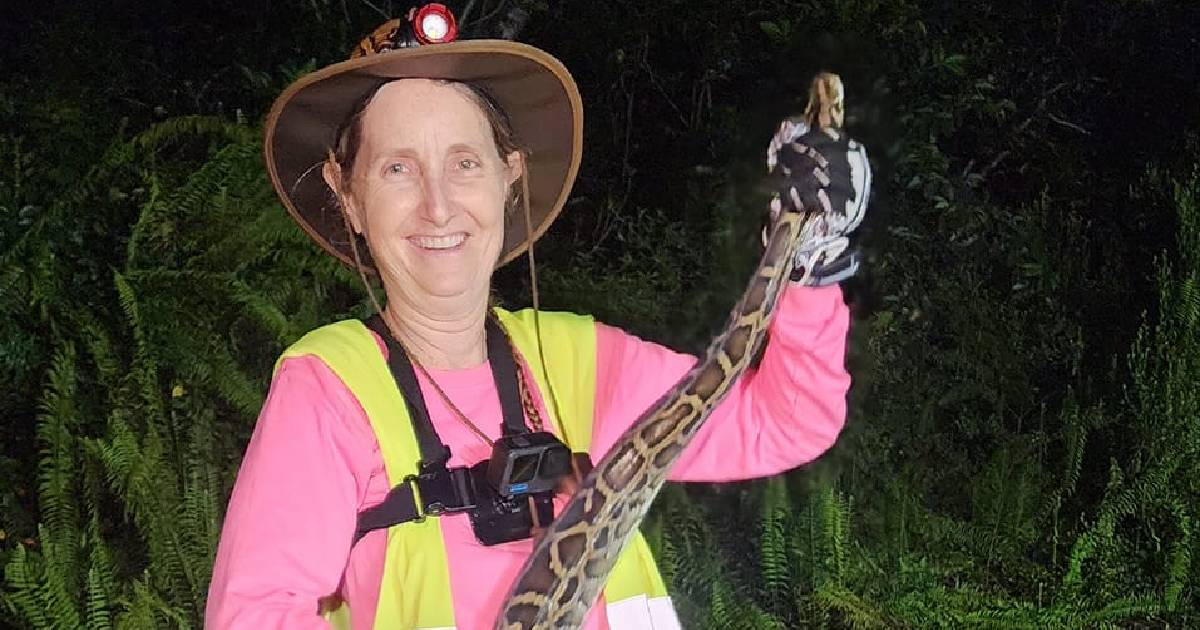 Python Hunter Captures 72 Snakes in Florida in July