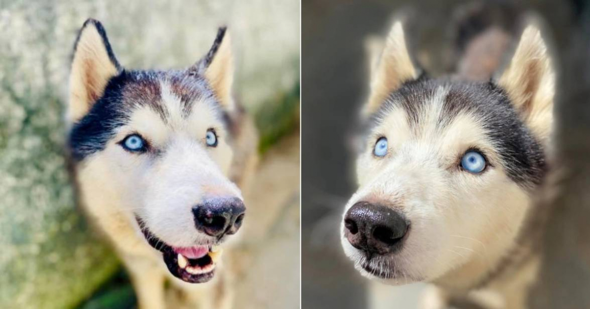 Activist Highlights Dramatic Transformation of Rescued Husky: "Love Heals All"