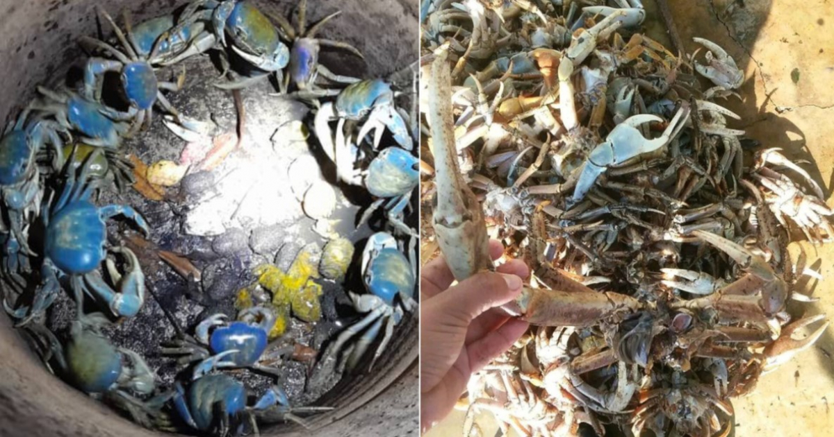 Threat to Blue Crab Population in Guantánamo Amid Food Crisis