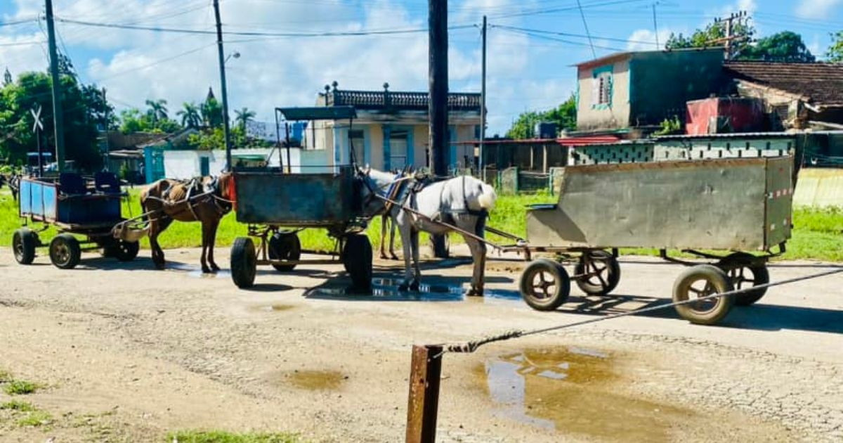 Caballos al sol en Mayabeque © Facebook / Yenney Caballero