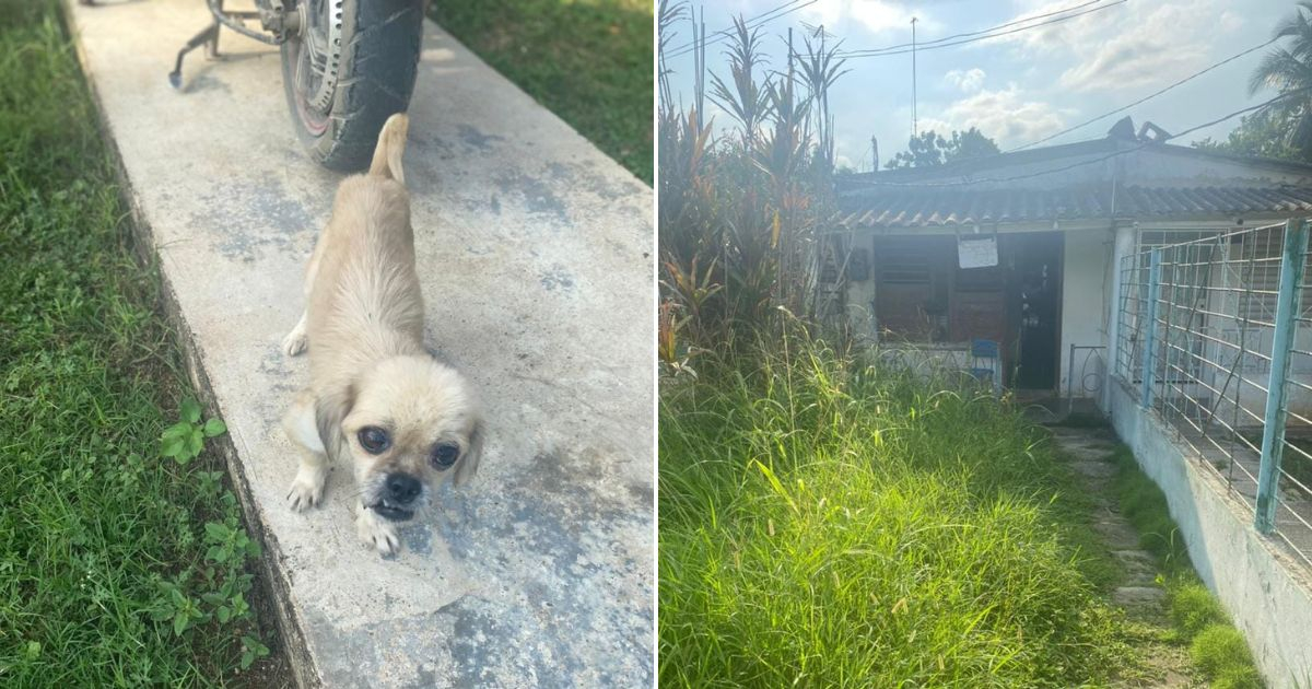 Animal Advocate Seeks $800 to Establish Dog Shelter in Güines, Mayabeque