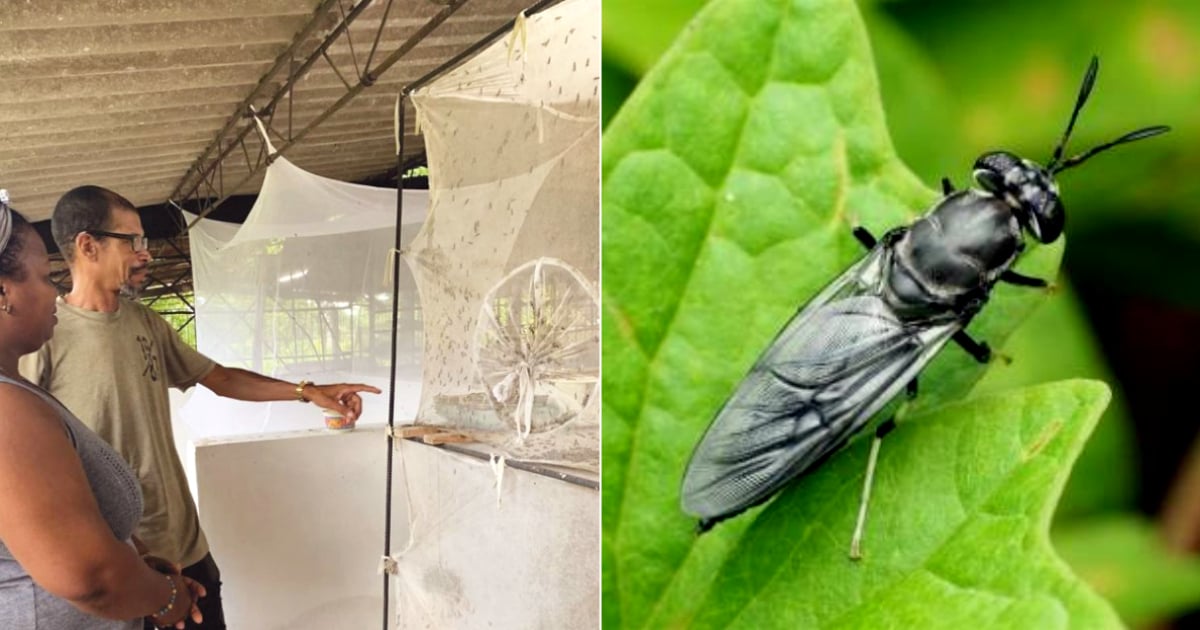 Highlighting the "Nutritional Potential" of the Black Soldier Fly Amid Cuba's Crisis