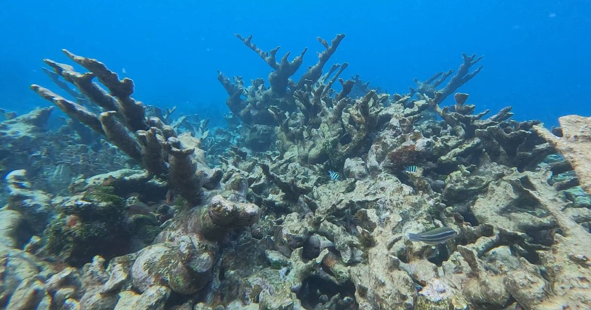 Massive Coral Die-Off Confirmed in Desembarco del Granma National Park