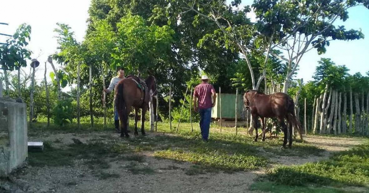 Cubano sacrifica un caballo en su sala en Frank País, Holguín