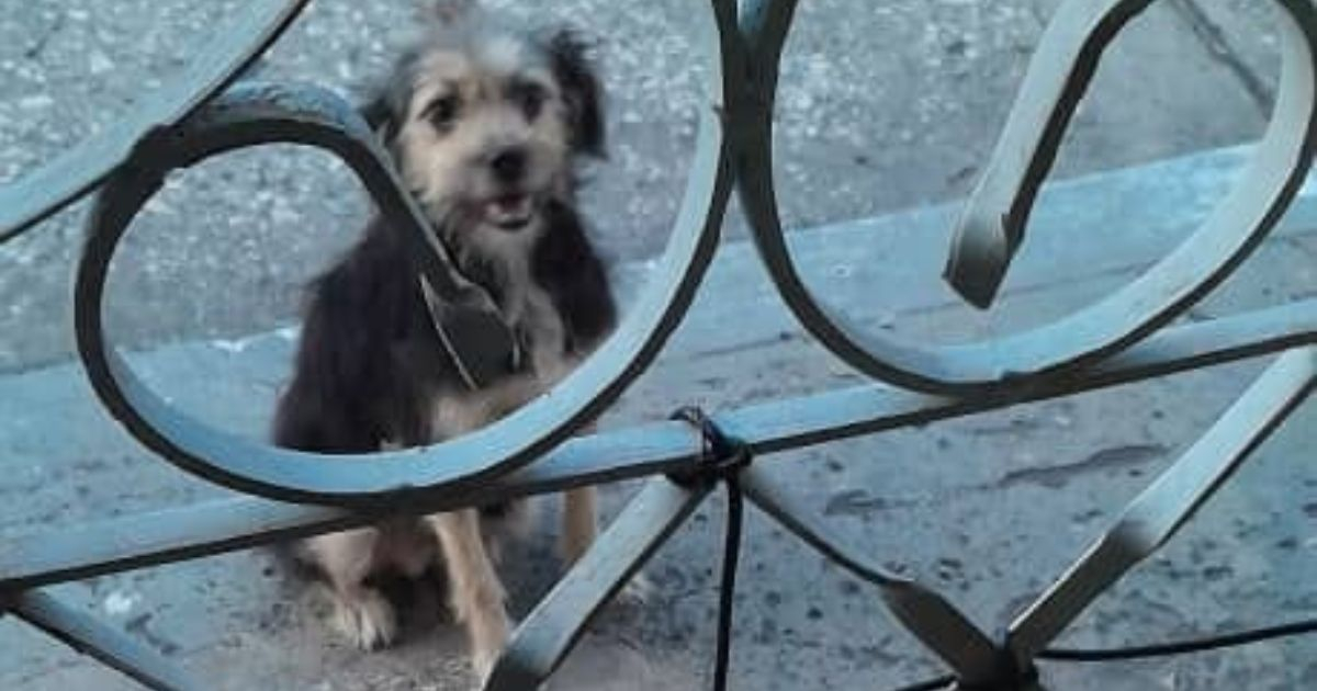 Perrita callejera se convierte en visitante diaria de una voluntaria en Sancti Spíritus