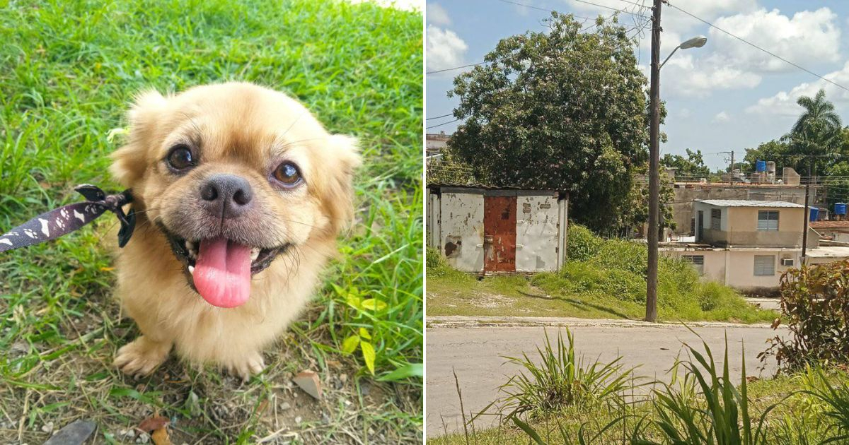 Abandonan a este perro amarrado a un poste © Collage Facebook / Naiviv D'Sifonte