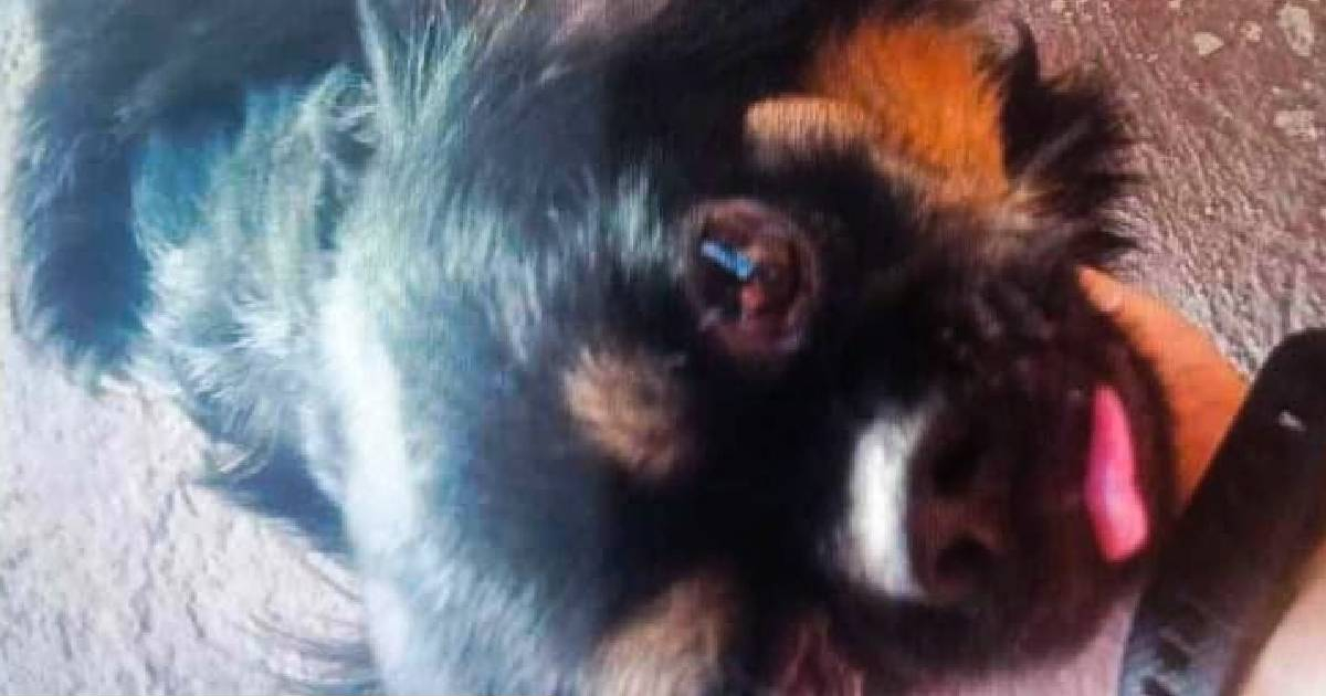 Recompensa por perrito pekinés extraviado en Santiago de Cuba