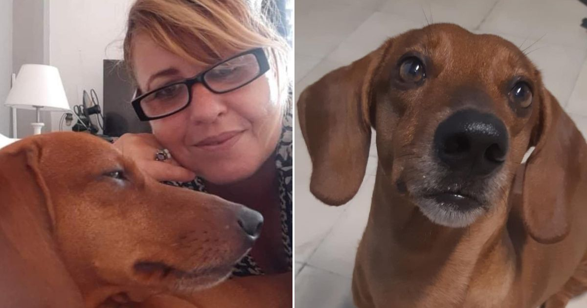 Reward of $200 Offered for Missing Dog in Sancti Spíritus